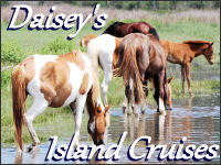 daiseys cruises banner ad