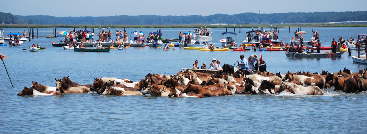 chincoteague page top pic